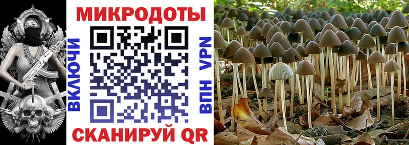 Галлюциногенные грибы Psilocybe  Михайлов 